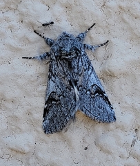 Astiptodonta aonides