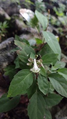 Scutellaria orichalcea