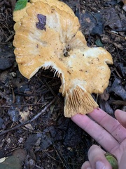 Lactarius psammicola