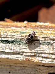 Catonia nava