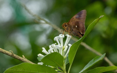 Hasora badra
