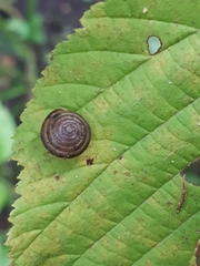 Perforatella bidentata