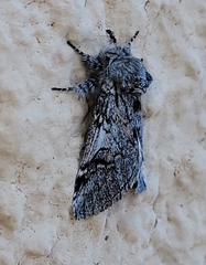 Astiptodonta aonides