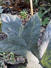 Erysiphe heraclei