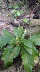 Hippobroma longiflora