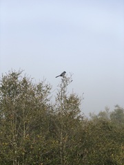 Aphelocoma coerulescens