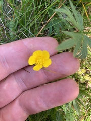 Ranunculus acris