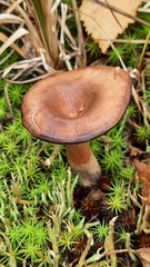 Lactarius