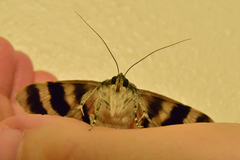 Catocala