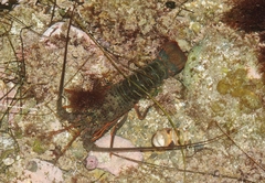 Panulirus interruptus