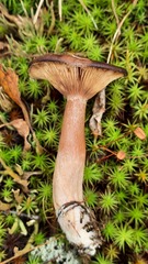 Lactarius