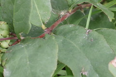 Symphoricarpos occidentalis