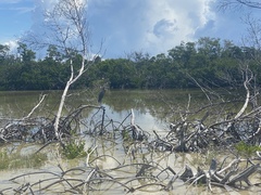 Egretta rufescens