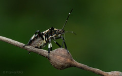 Halyomorpha