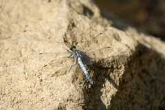 Orthetrum albistylum