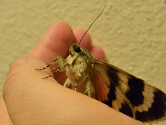 Catocala