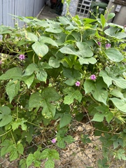 Ipomoea hederacea
