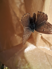 Polyommatus coridon