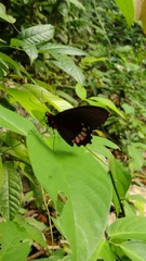 Parides erithalion polyzelus