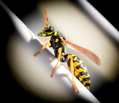 Polistes