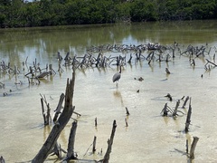 Egretta rufescens