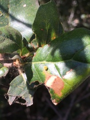 Dryocosmus minusculus