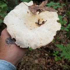 Lactifluus deceptivus