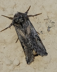 Astiptodonta aonides