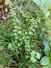Gaultheria hispidula