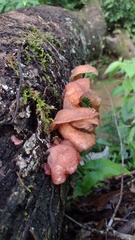 Auricularia fuscosuccinea