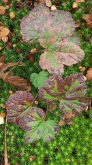 Rubus chamaemorus