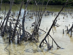 Egretta rufescens