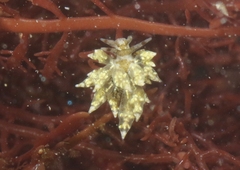 Eubranchus rustyus