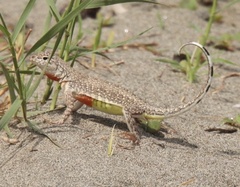 Callisaurus draconoides