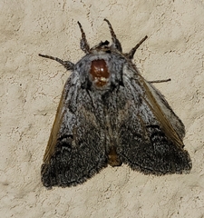 Astiptodonta aonides