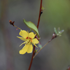 Chamaecrista