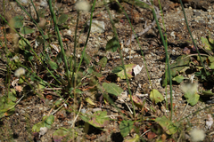 Eriogonum nudum