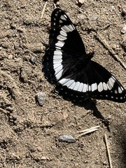 Limenitis weidemeyerii