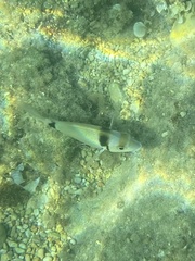 Diplodus vulgaris