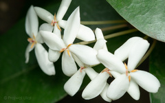 Ixora