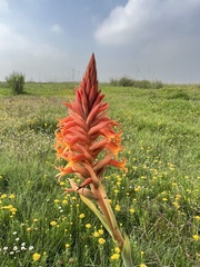 Dichromanthus cinnabarinus