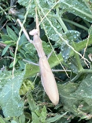 Mantis religiosa