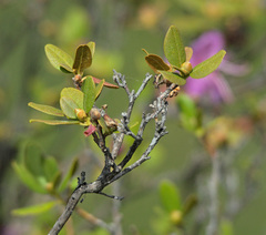 Rhododendron ledebourii