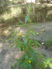 Ludwigia alternifolia
