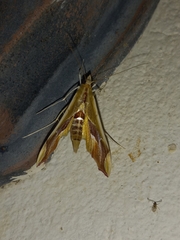 Agathodes designalis