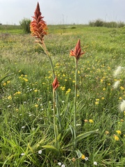 Dichromanthus cinnabarinus