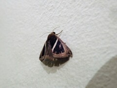 Chalciope mygdon