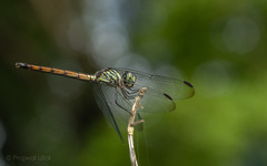 Lathrecista asiatica
