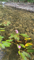 Persicaria amphibia