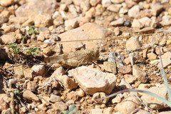 Oedipoda germanica
